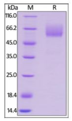 Mouse CD47, Mouse IgG2a Fc Tag, low endotoxin on SDS-PAGE under reducing (R) condition. The gel was stained overnight with Coomassie Blue. The purity of the protein is greater than 95%.